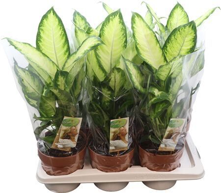Dieffenbachia Camilla