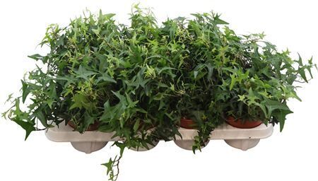 Hed He Sagittaefolia