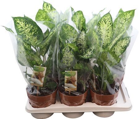 Dieffenbachia Compacta