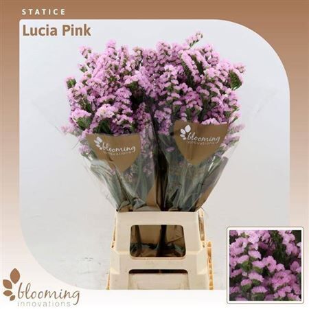 Lim S Lucia Pink