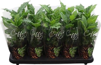 Coffea Arabica
