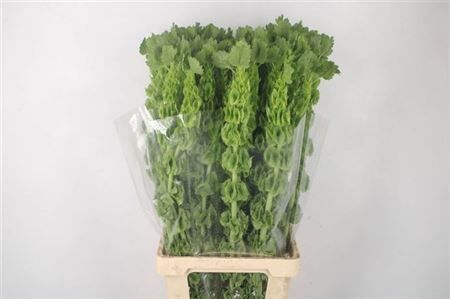 Moluccella Stuk P Stem