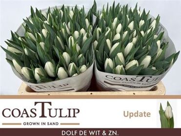 Tu En Update