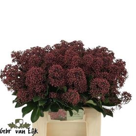 Skimmia J Rubella Bs