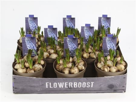 Muscari Blauw 12