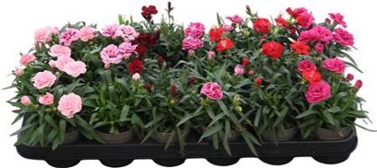 Dianthus Gemengd
