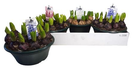 Hyacin Oriental Gem 14 In Pot Xl