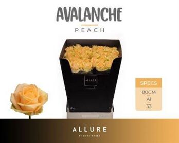 R Gr Avalanche Peach