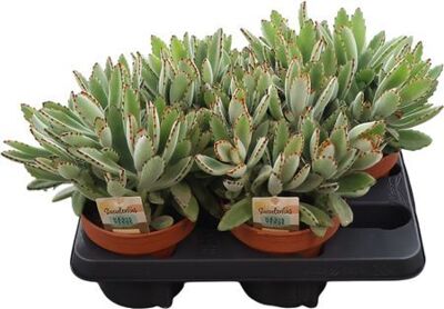 Kalanchoe Tomentosa