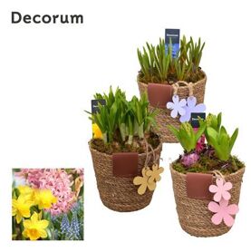 Bolbloemen Gemengd Hl12983b Basket & Leather Label