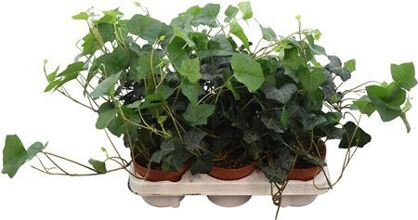 Hedera Hibernica
