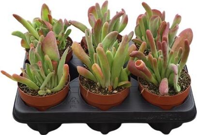 Kalanchoe Oricula