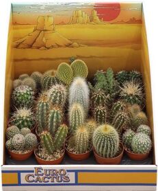 Cactus Mix