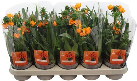 Ornit Dubium Oranje 3pp