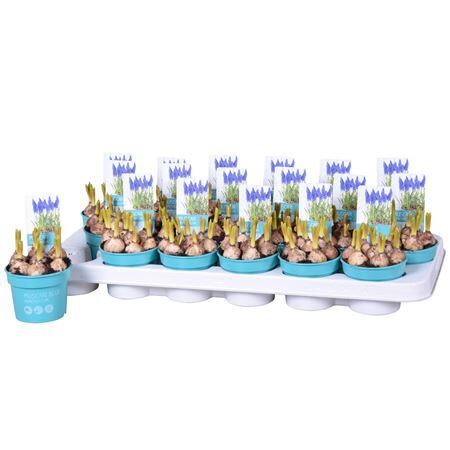 Muscari Armeniacum Diamond Collec