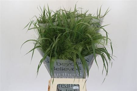 Siergras Panic Vi Fontaine