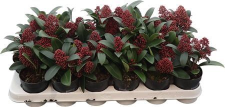 Skimmia Jap Rubella 1+