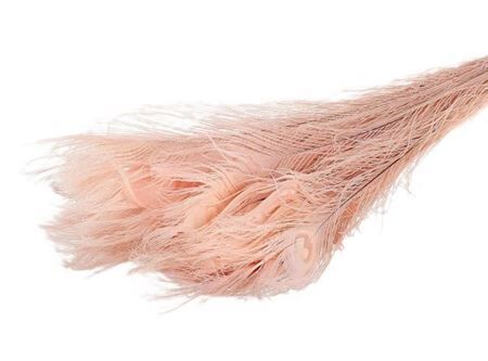 Feather Peacock Bleached Light Pink L90-100