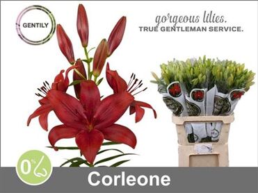 Li La Corleone