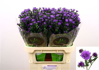 Aster Astee Dark Milka
