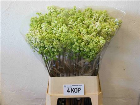 Syr V Mme Fl Stepman