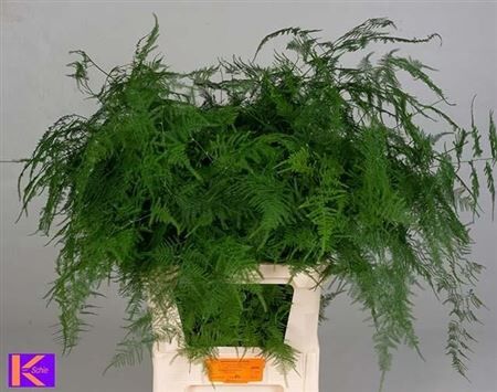 Asp Setaceus Lang Getopt