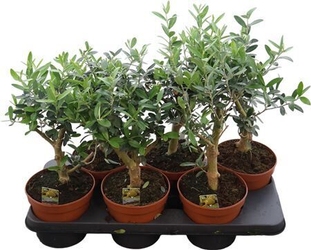 Olea Europaea Thick Trunk