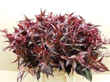 Leucothoe Klbh Red