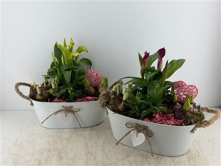 Arr (12) Zink Ovaal Wit Met Hart