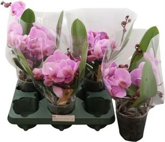 Phal Muse Pink 2 Tak 25+