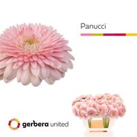 Ge Mi Pom Panucci