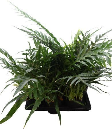 Aglaomorpha Coronans Jim