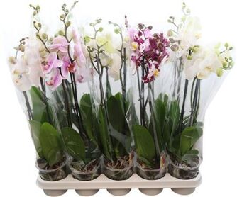 Phal Gemengd 2 Tak 16+