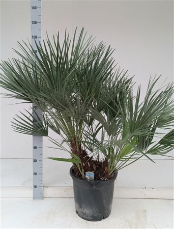 Chamaerops Humilis