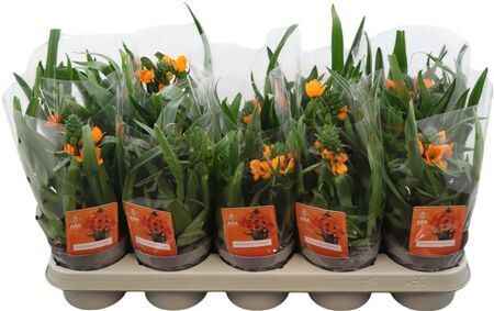 Ornit Dubium Oranje 3pp