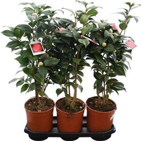 Camellia Jap Gemengd Roze 25+
