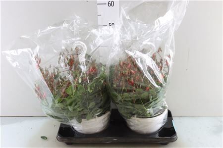 Kalanchoe Overig Hangpot