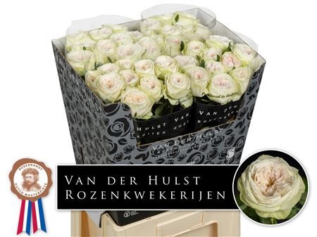 R Gr Ballerina Dream Summerhouse