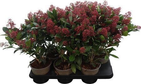 Skimmia Jap Rubella 20+