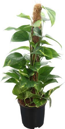 Epipr Pi Aureum Mosstok