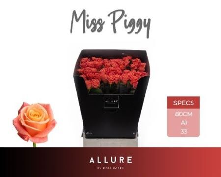 R Gr Miss Piggy