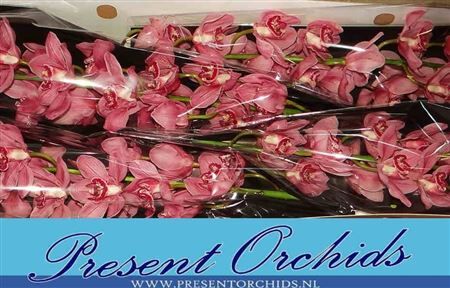 Cymb T Red Dream 100cm