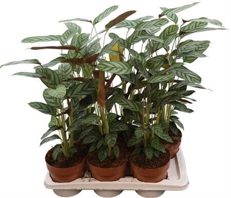 Ctentanthe Compactstar