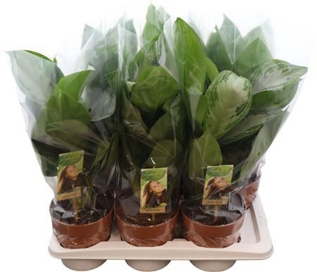 Aglaonema Silver Bay