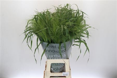 Siergras Panic Vi Fontaine