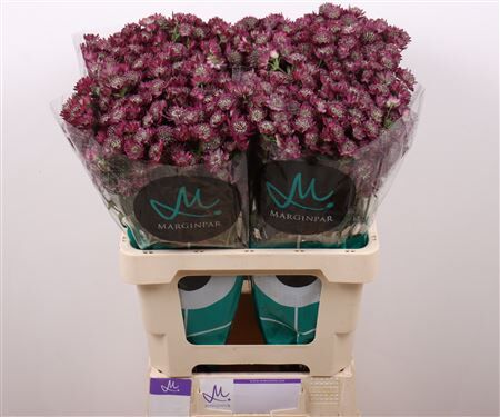 Astrantia Star Of Desire