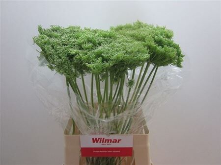 Ammi Vis Green Mist
