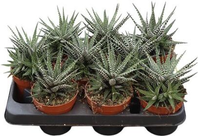 Haworthia Fas Big Band
