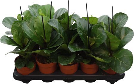 Ficus Lyrata Bambino