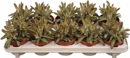 Kalanchoe Tomentosa Golden Girl